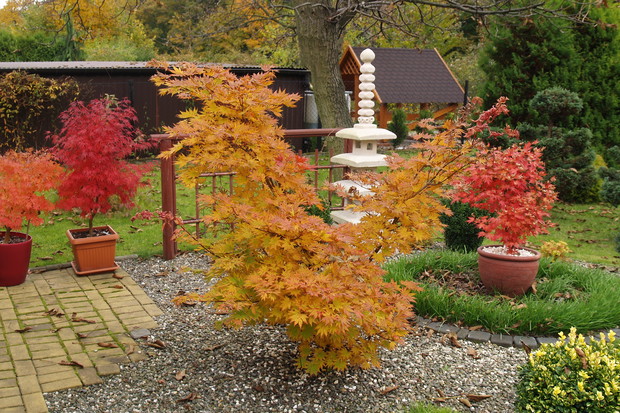 Klony w jesiennej barwie