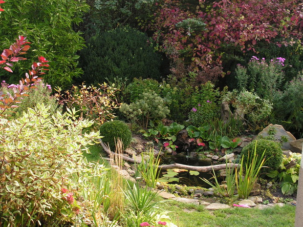 Kończy się lato - dereń zmienia ubiór na czerwony