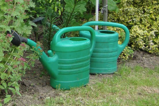 Konewki nie musimy używać codziennie – wystarczy rzadkie, ale intensywne nawadnianie.