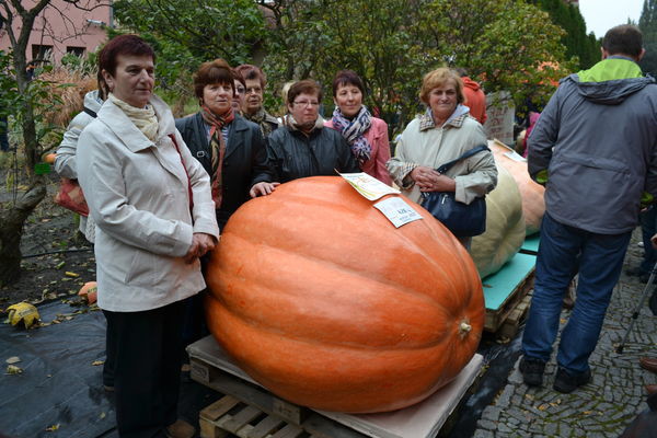 Konkurs na największą dynię.