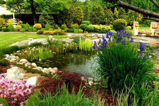 Kosaćce przy oczku wodnym