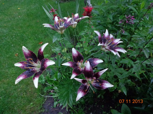 Lilia! ozdoba letniego ogrodu