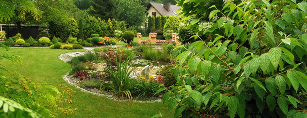 Liliowce są piękną ozdobą oczka wodnego