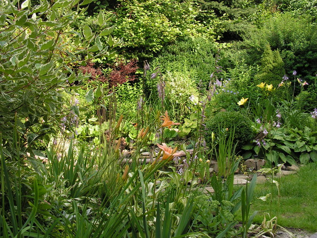 Liliowcowe szaleństwo