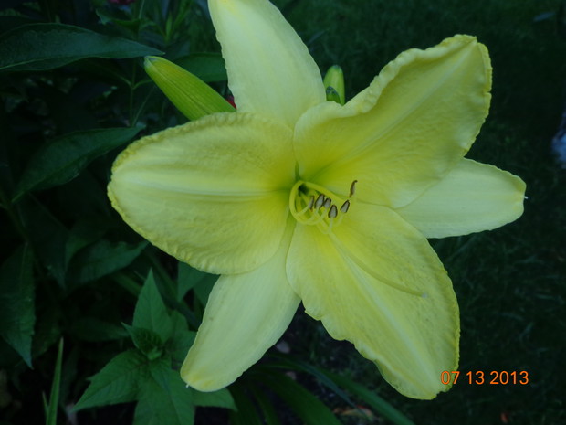 Liliowiec. Naprawde były piekne.