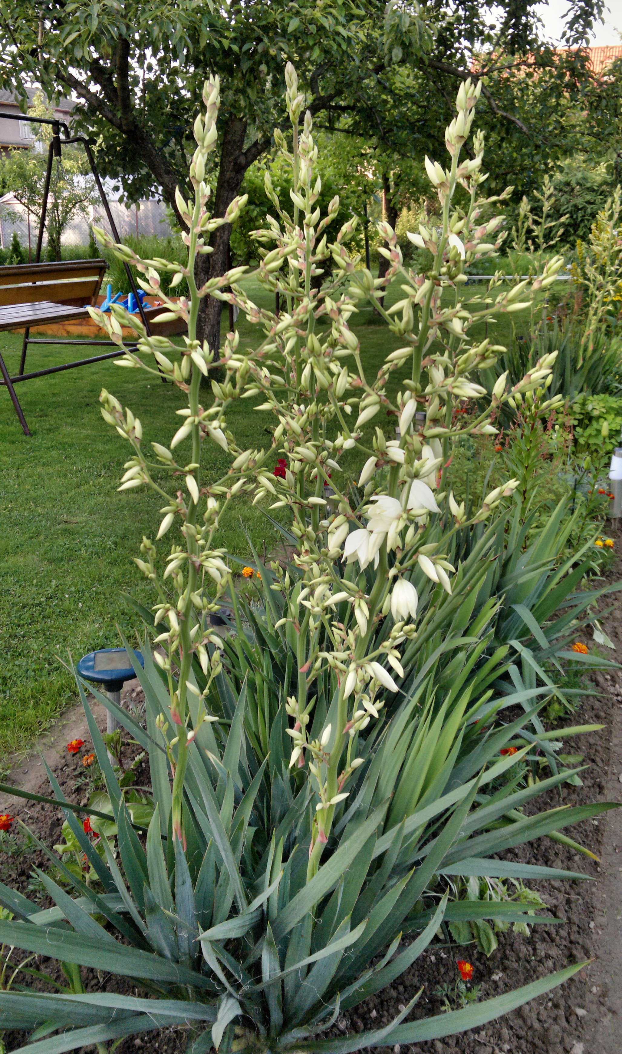 lipiec i pierwsze kwiaty na moich ogrodowych jukach