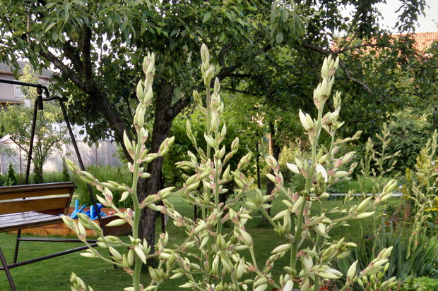 lipiec i pierwsze kwiaty na moich ogrodowych jukach