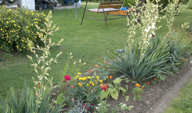 lipiec i pierwsze kwiaty na moich ogrodowych jukach