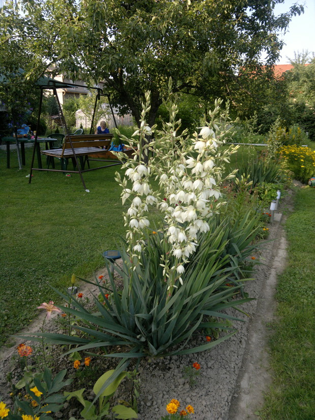 lipiec i pierwsze kwiaty na moich ogrodowych jukach