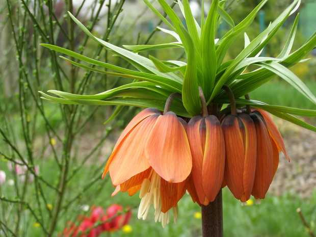 Majestatyczna cesarska korona.