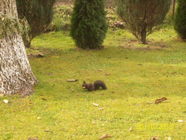 Mała ruda orzech w łapkach uszka w sztorc odwiedza mój ogródek.