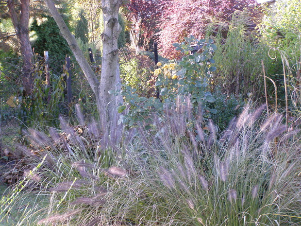 Mam wrażenie,że te trawy świecą.