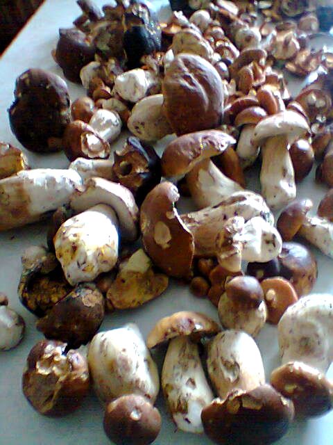 Mamy urodzaj borowików !