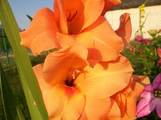 mieczyk w zachodzącym słońcu