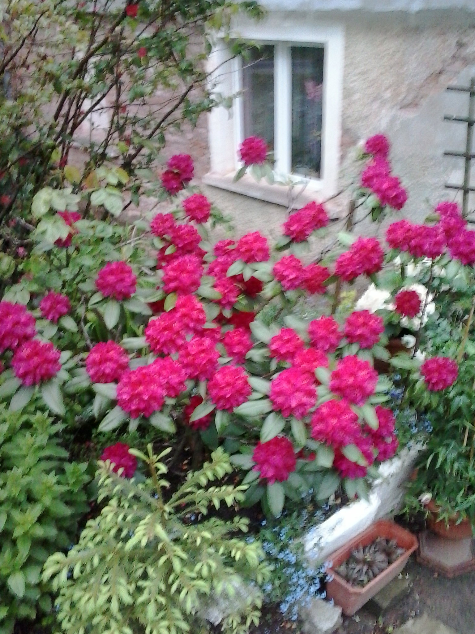 Mój Rhododendron  PS. Ma 25 Lat :)