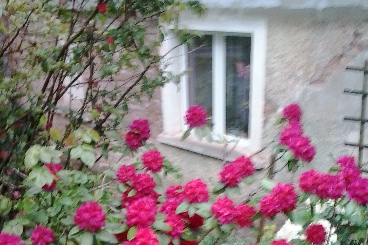 Mój Rhododendron PS. Ma 25 Lat :)