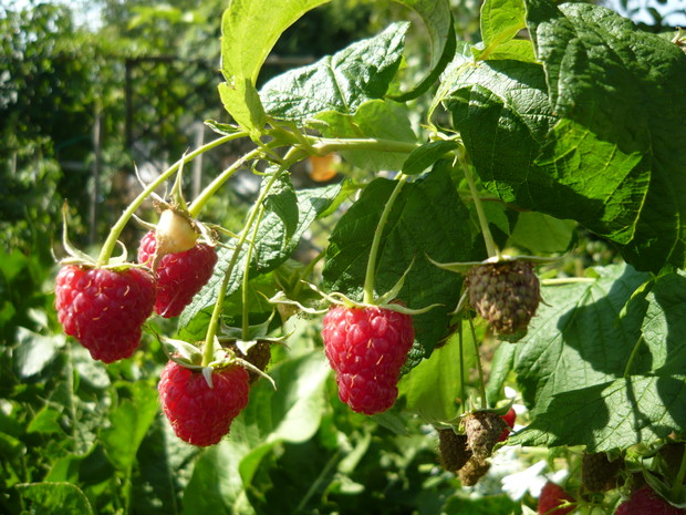 Moje maliny, było co podziwiać