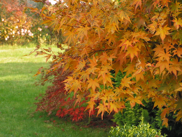 Motyw jesienny w ogrodzie