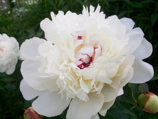 mrówki uwielbiają moje peonie