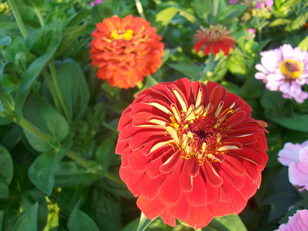 Najpiękniejsze cynie w moim ogrodzie