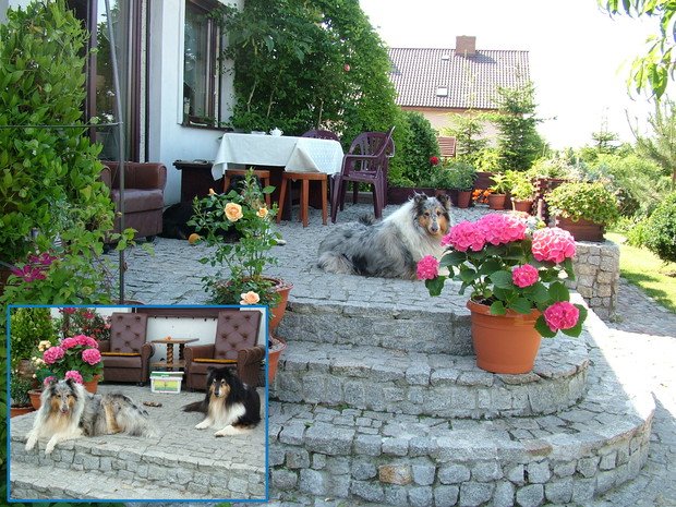 Nasze pupilki i ich ulubione miejsce, ukwiecony taras z którego wszystkich i wszystko widzą