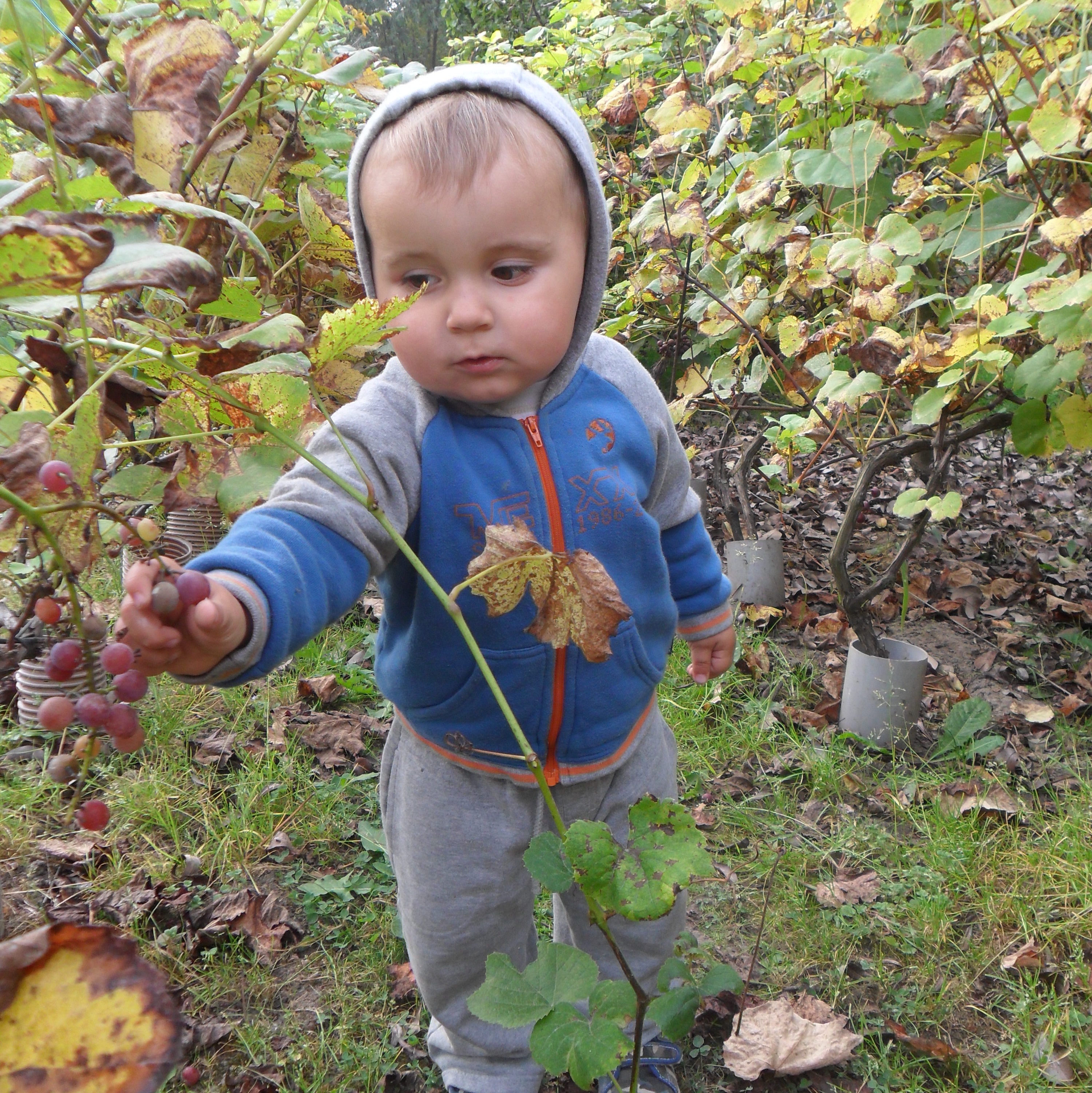 nie ma nic lepszego od winogronka:)