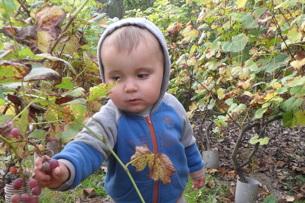 nie ma nic lepszego od winogronka:)