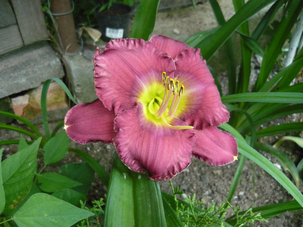 Niezwykły kwiat jednego dnia