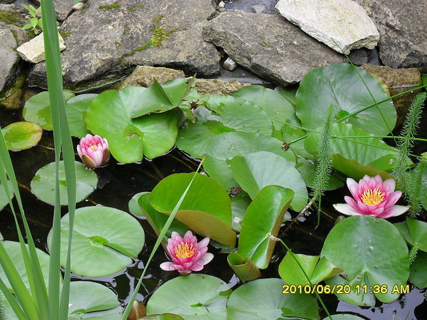 oczko wodne w moim ogrodzie