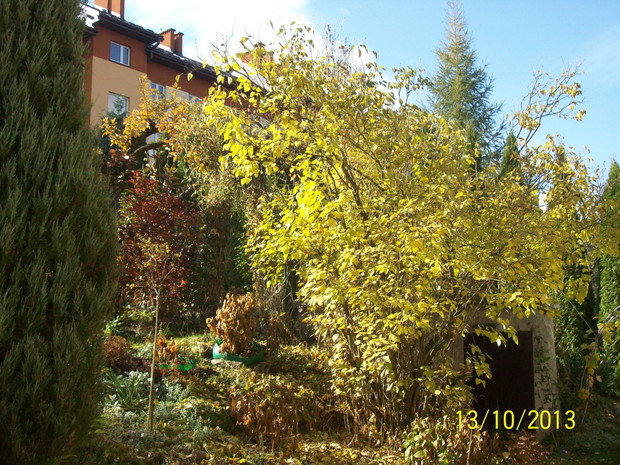 Odcienie, zieleni ,brązu,czerwieni.