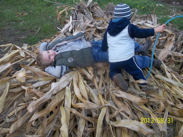 ODPOCZYNEK NA KUKURYDZY:)