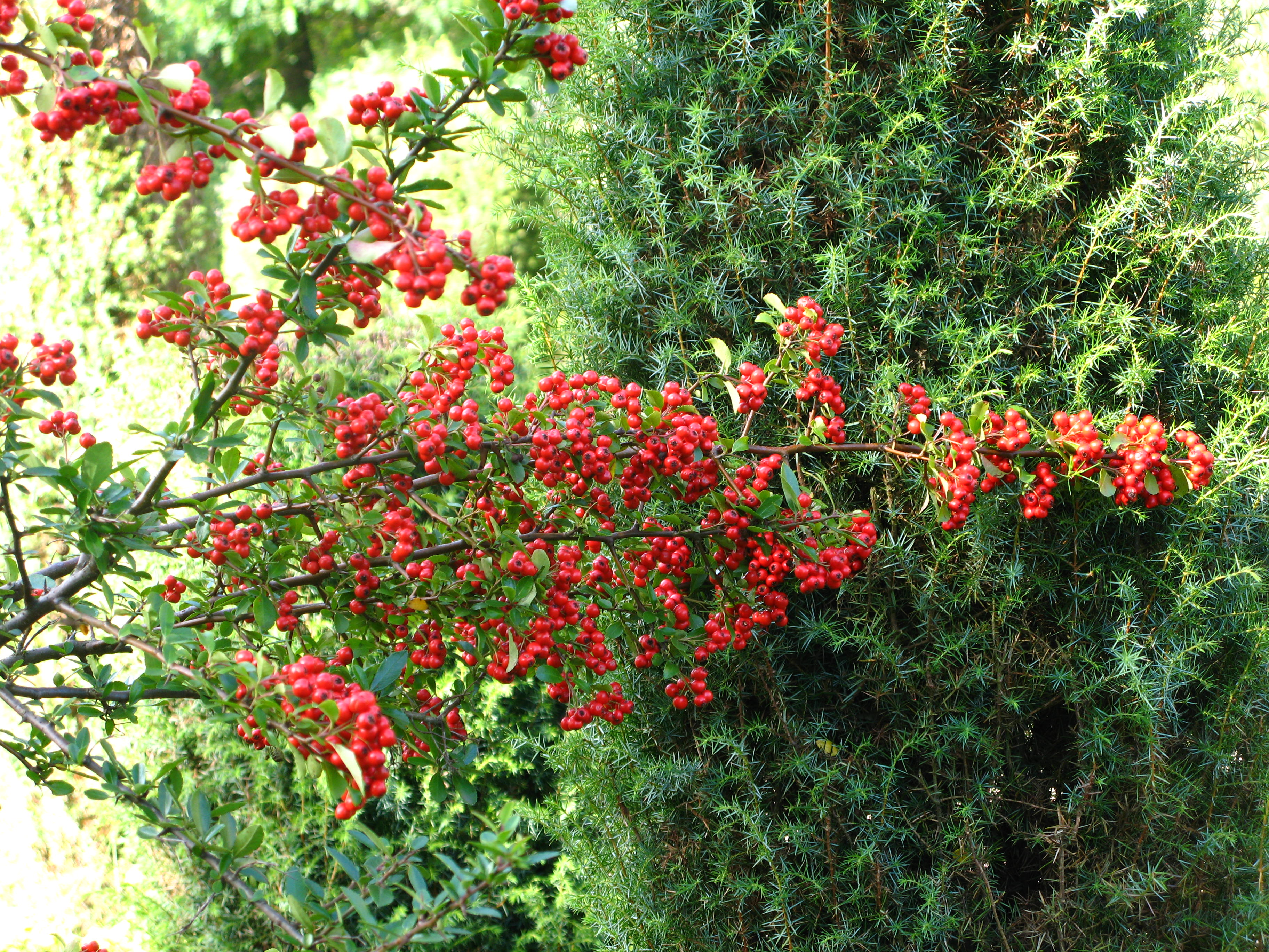 Ognik i jego piękne owoce