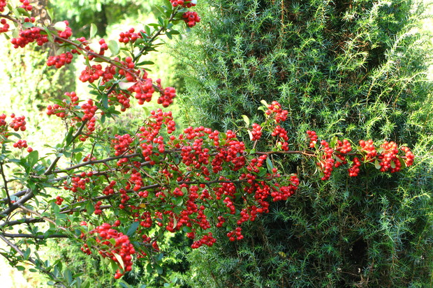 Ognik i jego piękne owoce