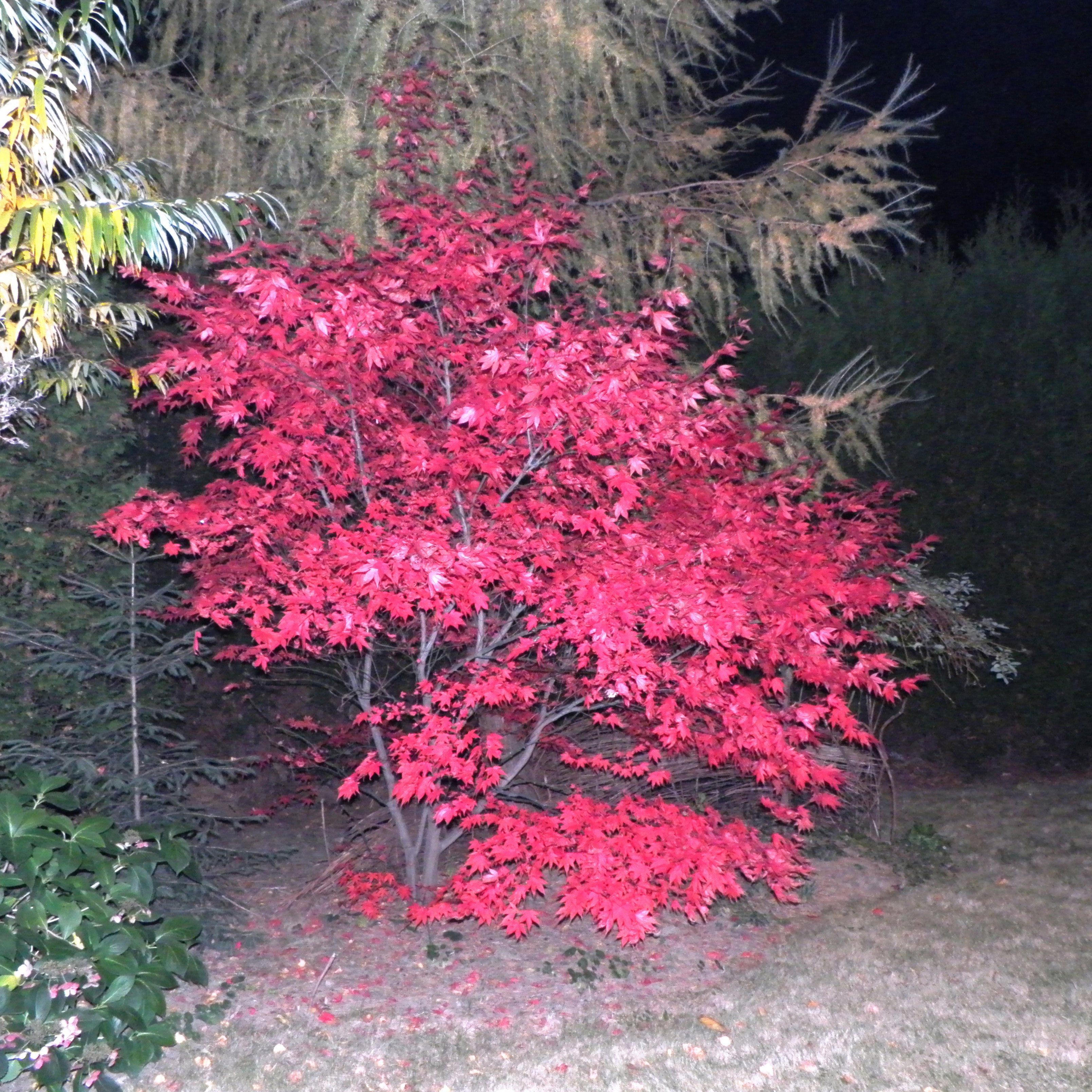 Ognisty klon w moim ogrodzie