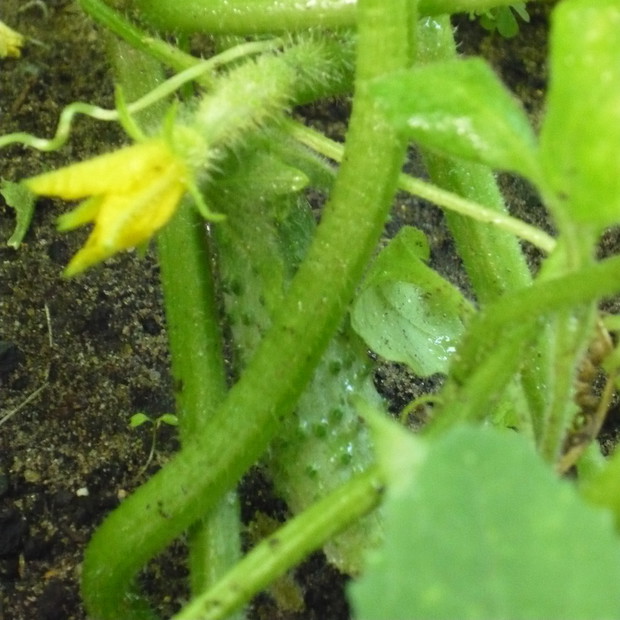 Ogórek z ogródka - zimą wspomnienie lata 