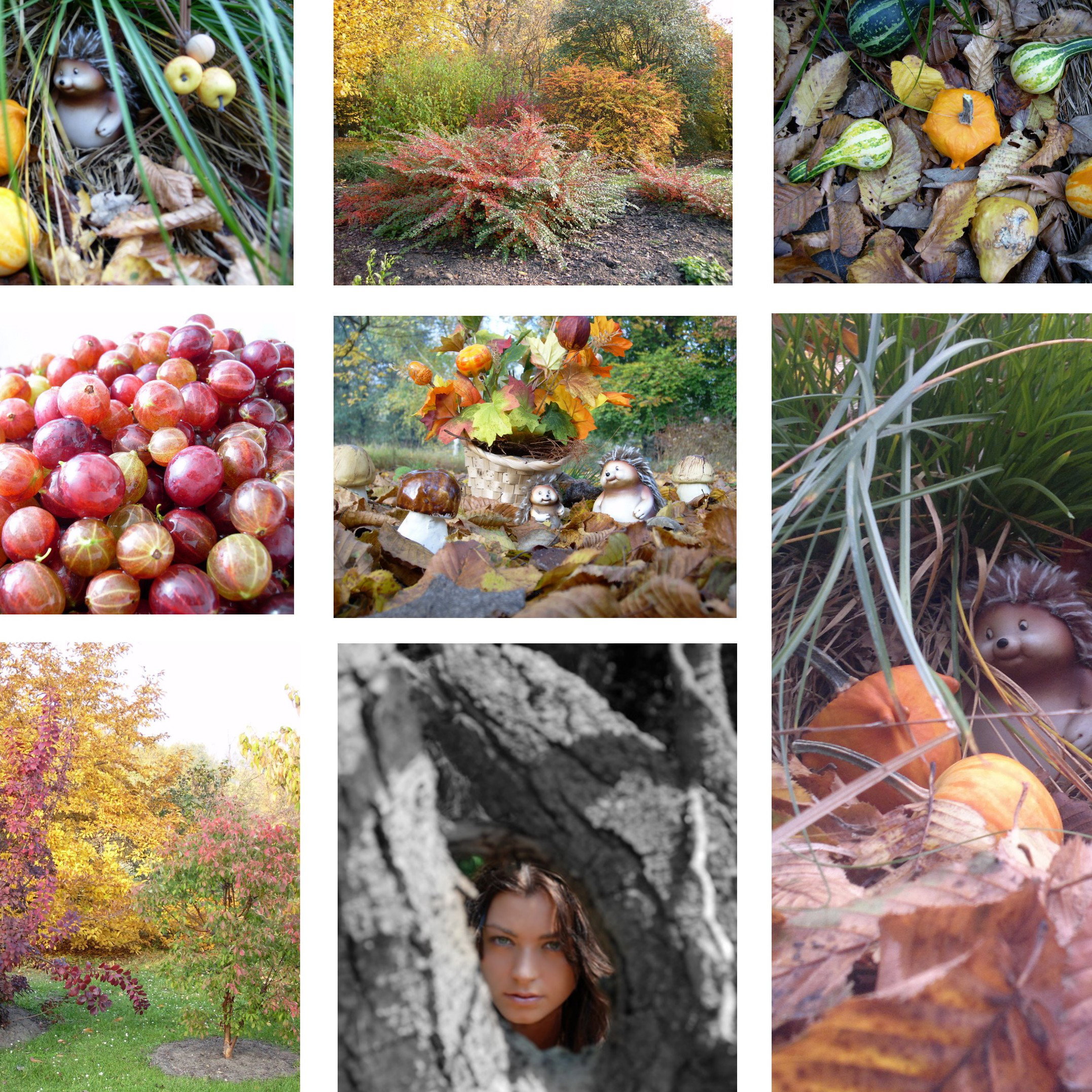 Ogród to ogromna ilość krzewów, bylin i drzew. Już od wczesnej jesieni staram starać się przygotować rośliny do przetrwania. Jesień to czas, kiedy przygotowuję zapasy na zimę w postaci konfitur i innych pyszności. 