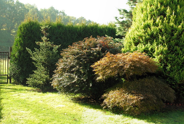 ogród zmienia barwy