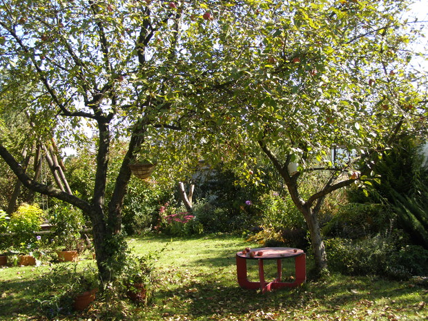 Opadające liście tworzą klimatyczny dywan na trawniku.
