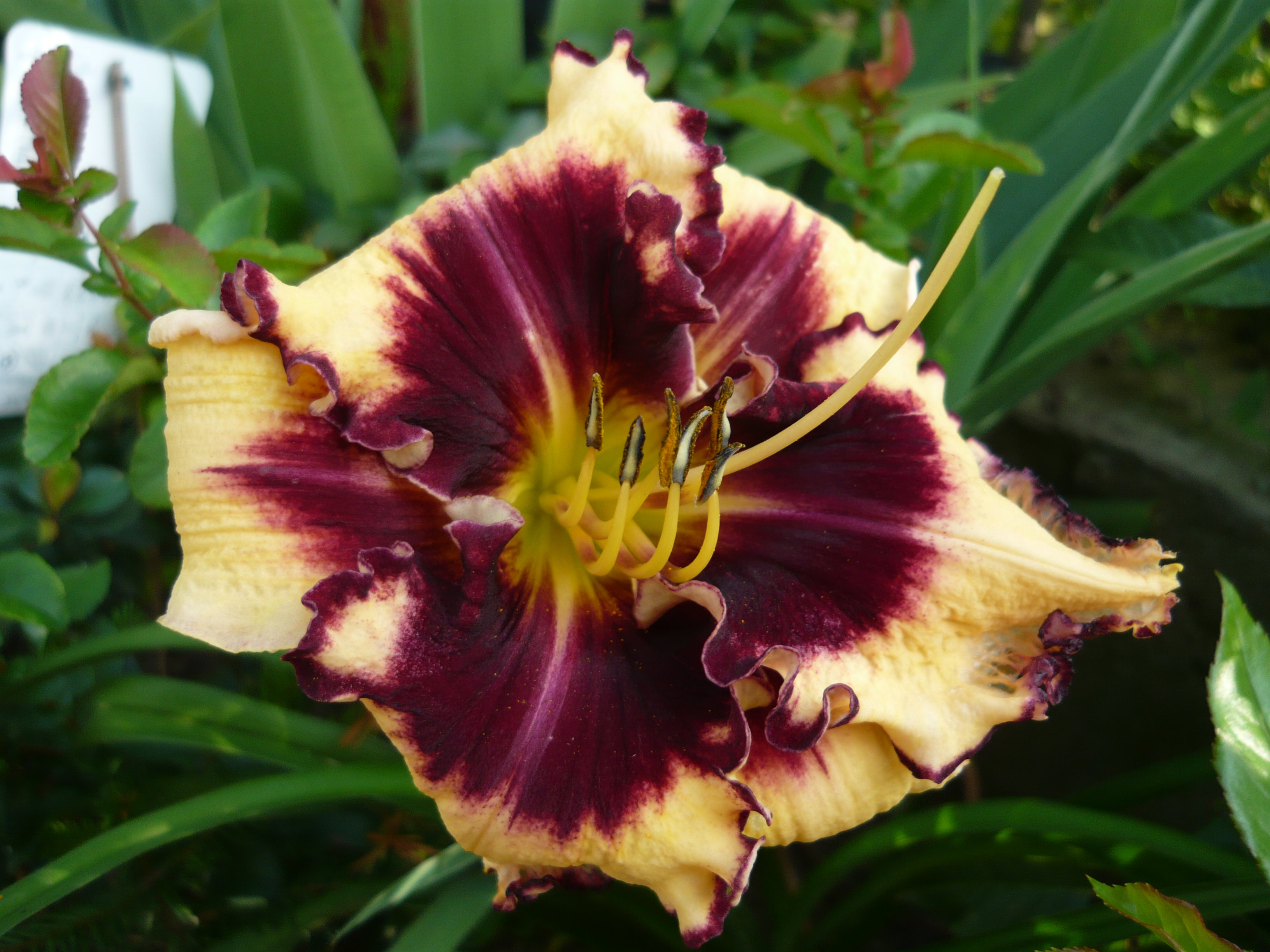 Oto jeden z moich najpiękniejszych liliowców, uwielbiam patrzeć jak kwitnie...