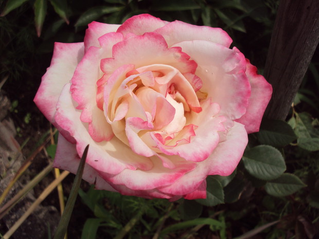 Piękna, dwukolorowa pełna róża