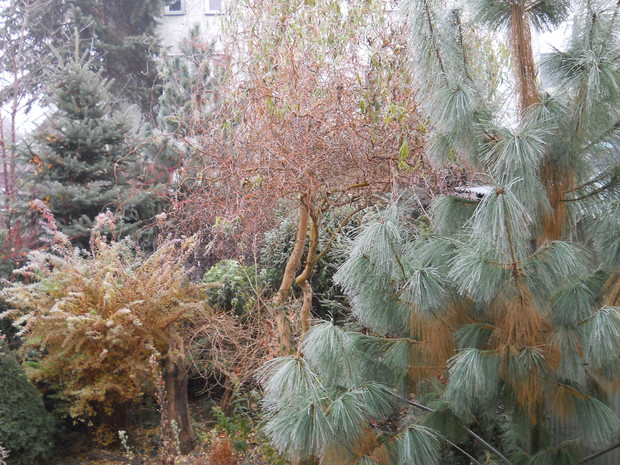 Piękno oszronionej zieleni