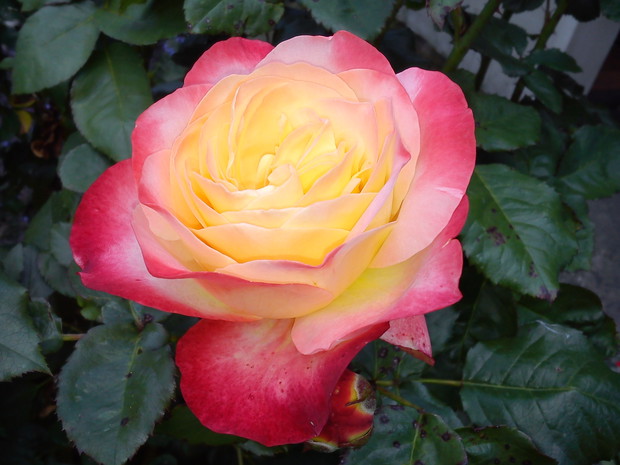 Piękno samo w sobie.