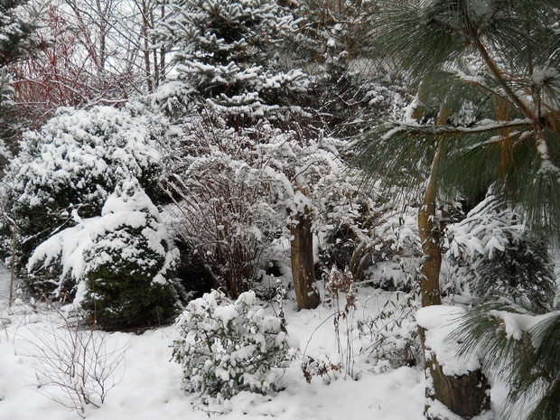 Piękno zimowego ogrodu