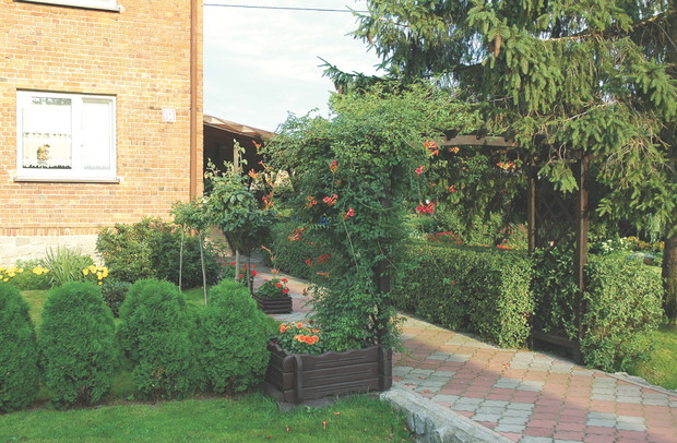 Pnącze na naszej pergoli kwitnie nieprzerwanie od lipca do wczesnej jesieni.