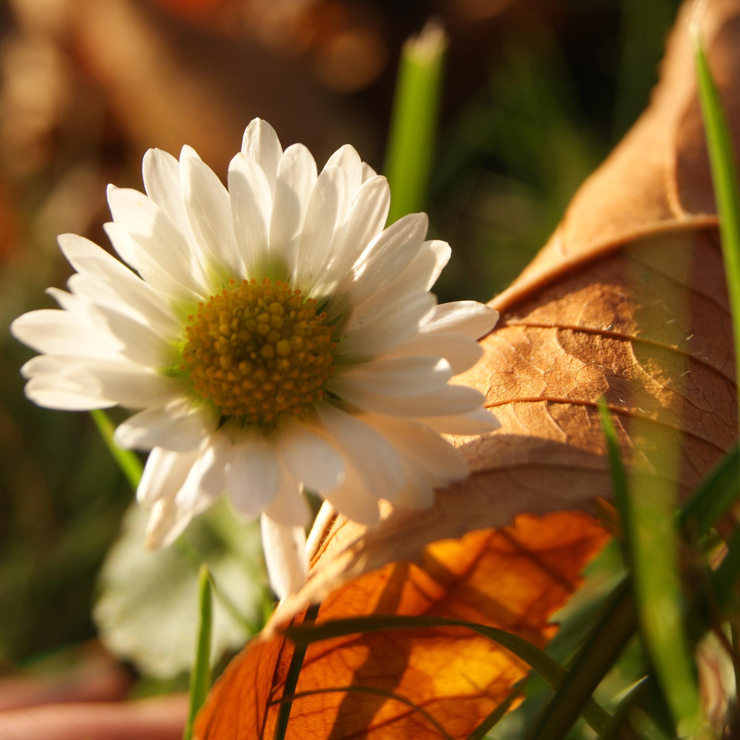 Po stokroć jesień. 