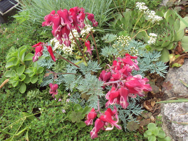 Podobna do serduszki miniaturka