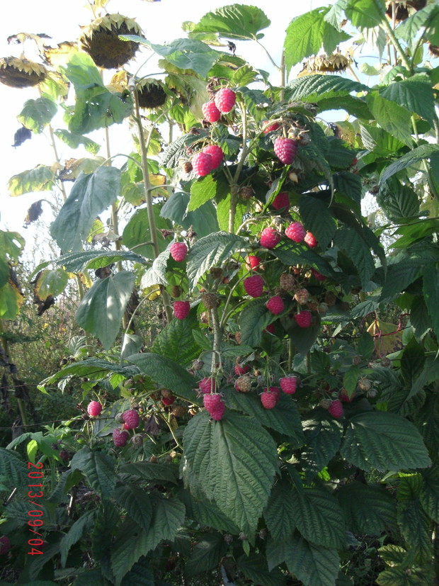 Polana najlepsza i sprawdzona odmiana malin owocuje długo i obficie na jednorocznych pędach