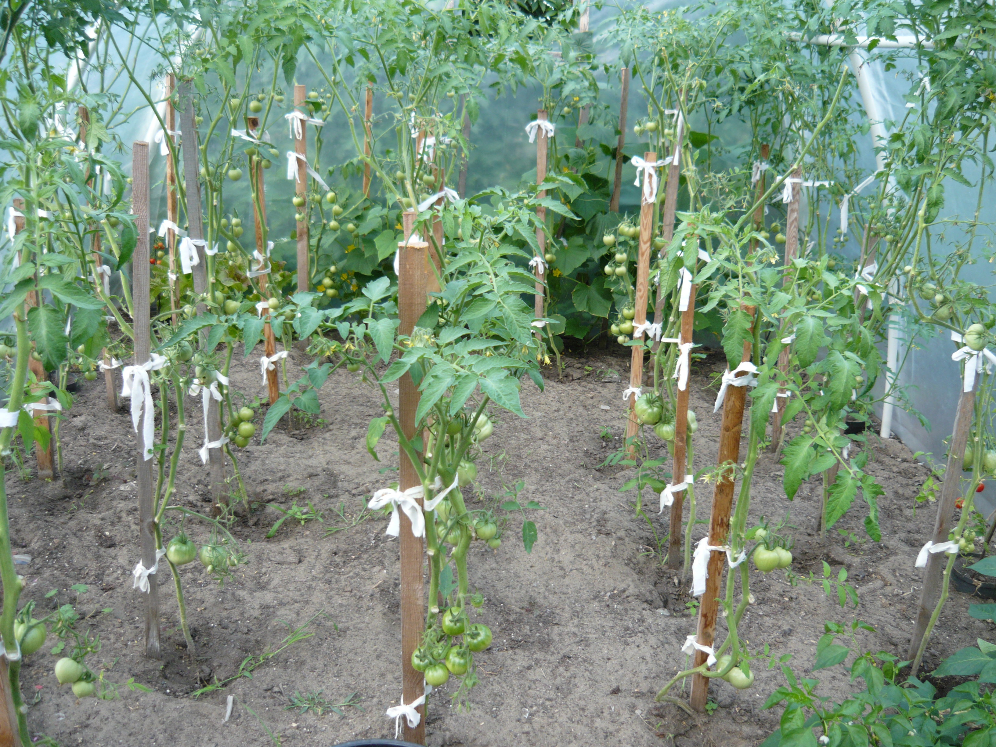 Pomidory - najlepsze z folii