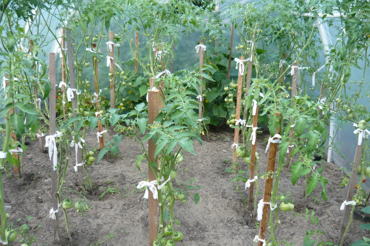 Pomidory - najlepsze z folii