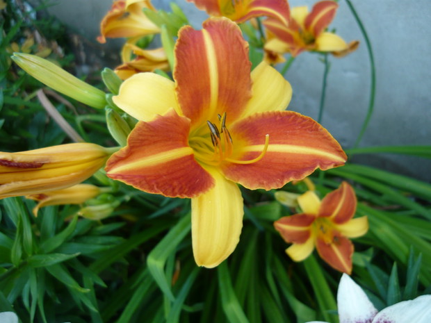 Popularne kolory też warto mieć i je podziwiać